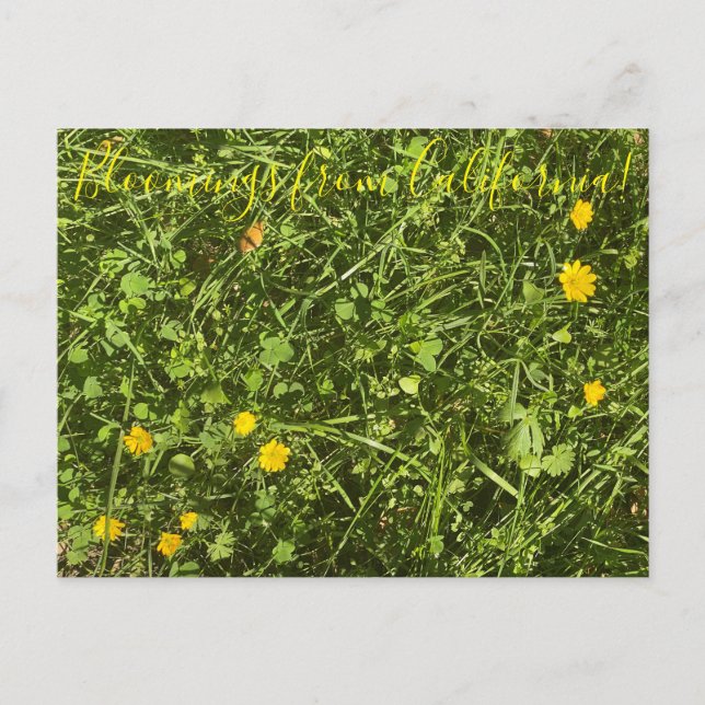 Blooming från Kalifornien: vykort för Butterkoppar (Framsida)
