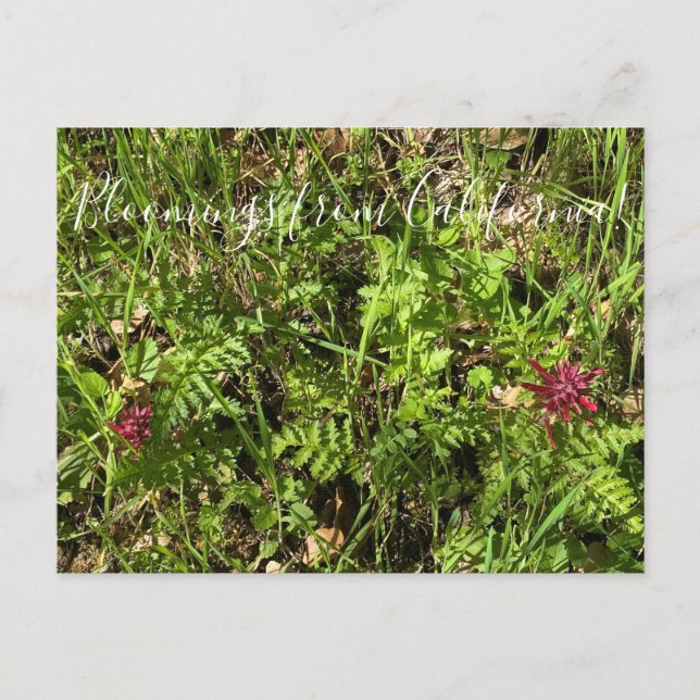 Blooming från Kalifornien: Warriors Plume Postcar Vykort (Framsida)