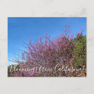 Blooming från Kalifornien: Western Redbud Vykort