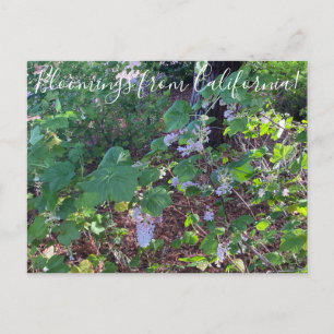 Blooming från Kalifornien: White Blommar Currant Vykort