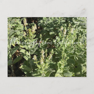 Blooming från Kalifornien: White Hedge Nettle Vykort