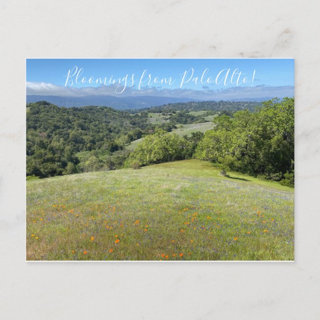Blooming från Palo Alto! Vykort (Framsida)