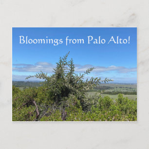 Blooming från Palo Alto! vykort