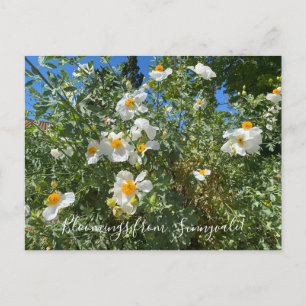 Blooming från Sunnyvale: Matilija Poppy Vykort