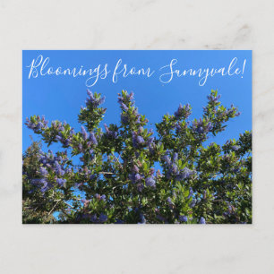 Blooming från Sunnyvale: Ray Hartman Ceanothus Vykort