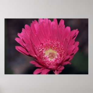 Blooming Gerbera på Kanvastrycket Poster
