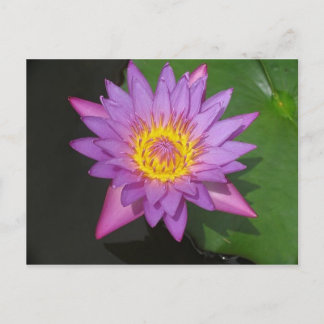 Blooming Glory Vykort