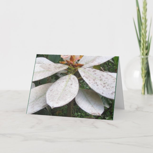 Blooming in Lochmara Bush Greeting Card Kort (Framsida)