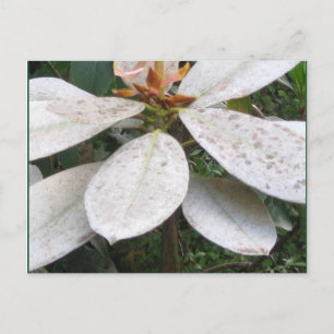 Blooming in Lochmara Bush Postcard Vykort
