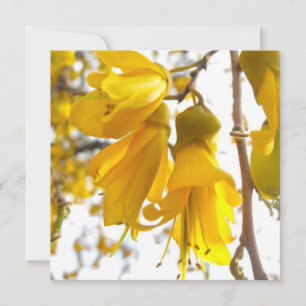 Blooming Kowhai Träd