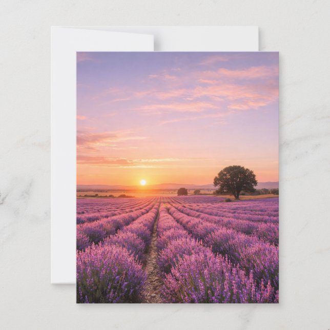 Blooming Lavender Field at Golden Sunset Provence  (Framsida)