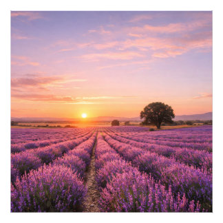 Blooming Lavender Field at Golden Sunset Provence Fototryck