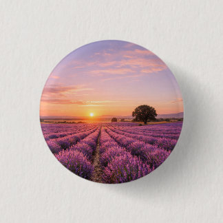 Blooming Lavender Field at Golden Sunset Provence Knapp