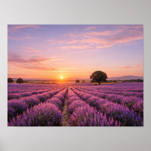 Blooming Lavender Field at Golden Sunset Provence  Poster (Framsidan)