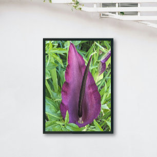 Blooming Lila Dragon Lily Blommigt Fototryck