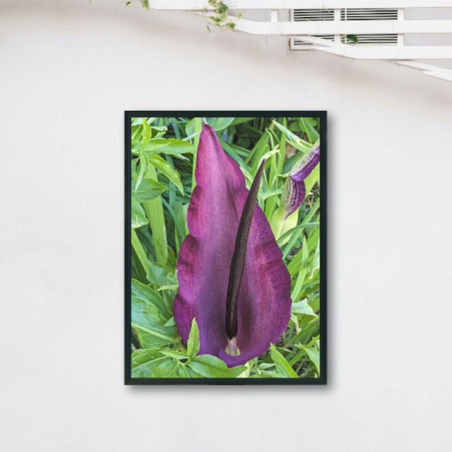 Blooming Lila Dragon Lily Blommigt Fototryck (In Situ (Framed))