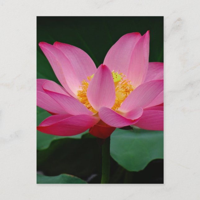 Blooming Lily Vykort (Framsida)