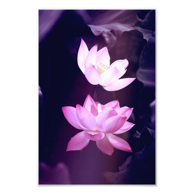 Blooming Lotus Flower Fototryck (Framsidan)