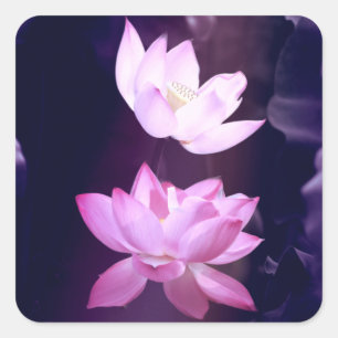 Blooming Lotus Flower Fyrkantigt Klistermärke