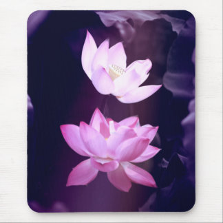 Blooming Lotus Flower Musmatta