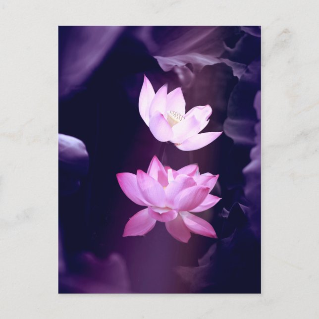 Blooming Lotus Flower Vykort (Framsida)