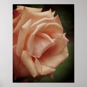 Blooming Peach Ro Poster