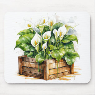 Blooming Planted Calla Lily Flowers Musmatta