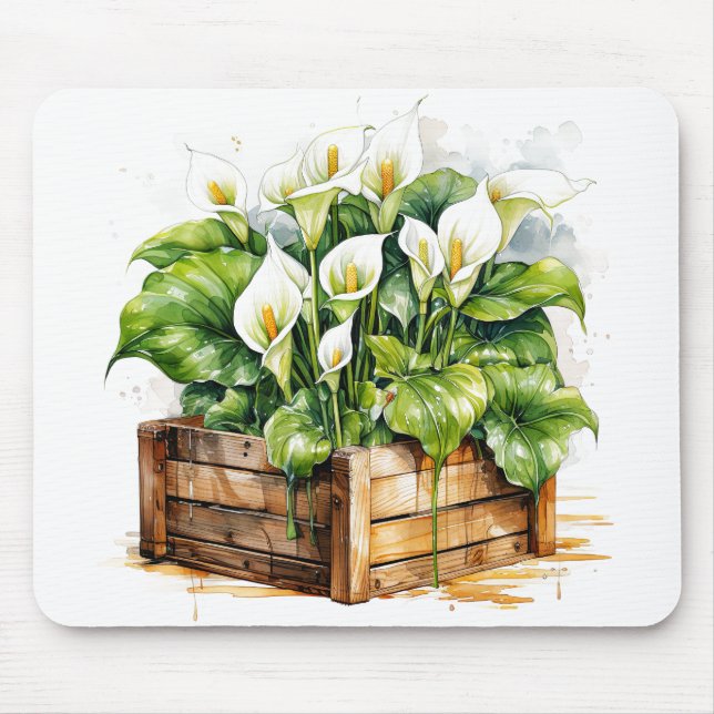 Blooming Planted Calla Lily Flowers Musmatta (Framsidan)