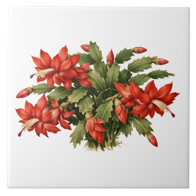 Blooming Red Christmas Cactus Plant  Kakelplatta (Framsidan)