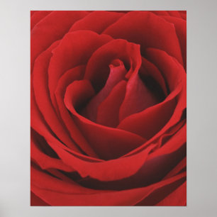 Blooming Röd ros Poster