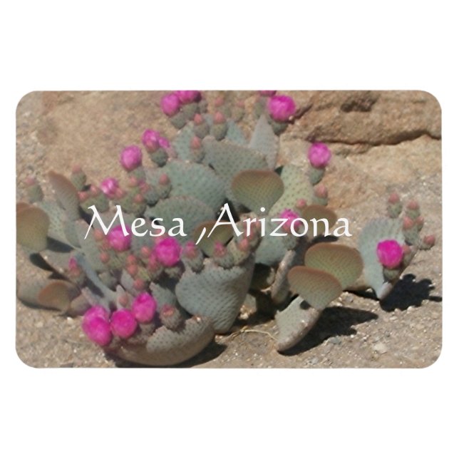 Blooming rosa cactus blommor in Mesa, Arizona  Magnet (Horisontell)