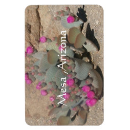 Blooming rosa cactus blommor in Mesa, Arizona  Magnet