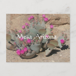 Blooming rosa cactus blommor in Mesa, Arizona Vykort