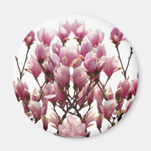 Blooming Rosa Magnolias Vår Flower Magnet