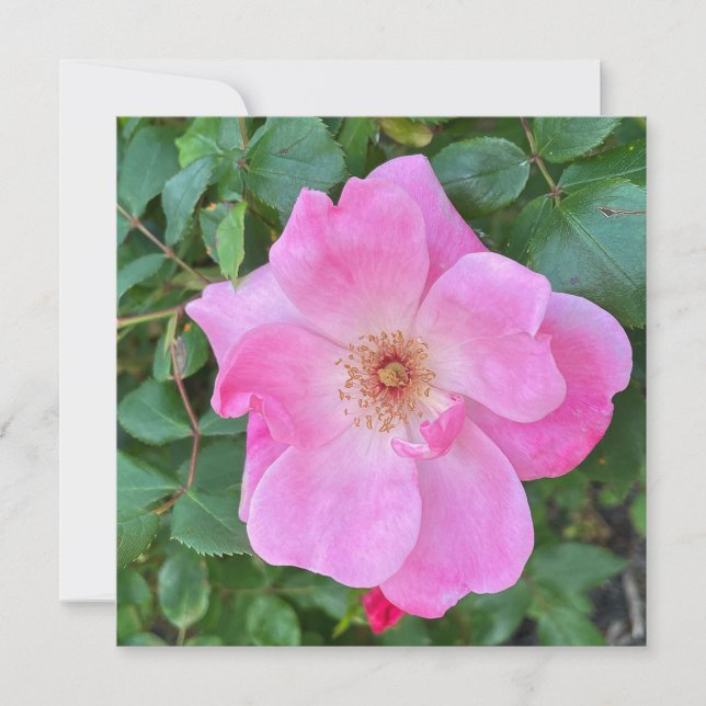 Blooming Rosa ros Flower Birthday Hälsning Kort (Framsida)