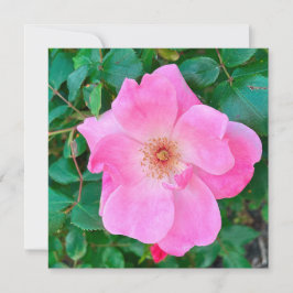 Blooming Rosa ros Flower Birthday Hälsning Kort