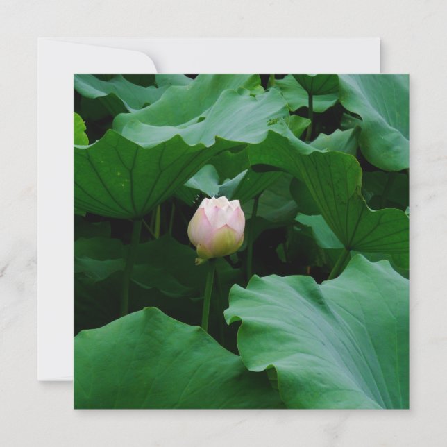 Blooming Snart (Framsida)