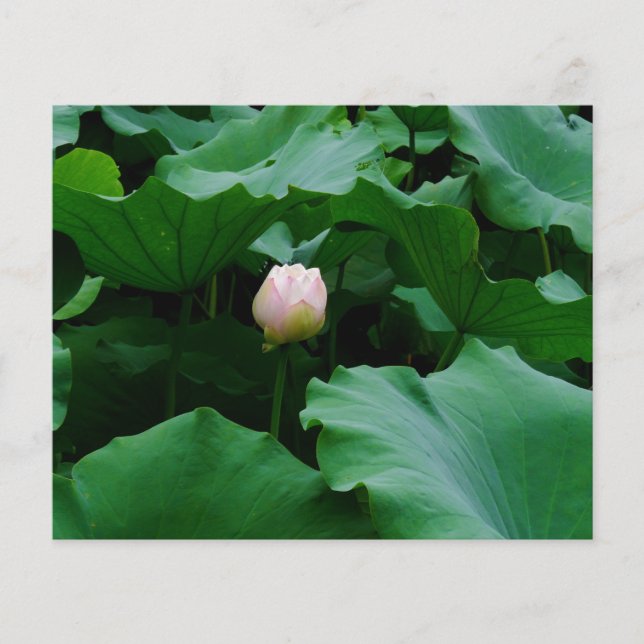 Blooming Snart (Framsida)