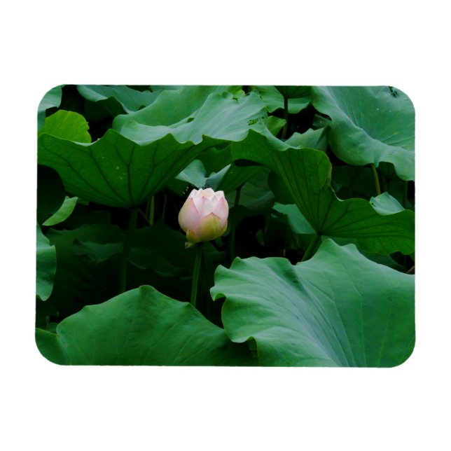 Blooming Snart Magnet (Horisontell)
