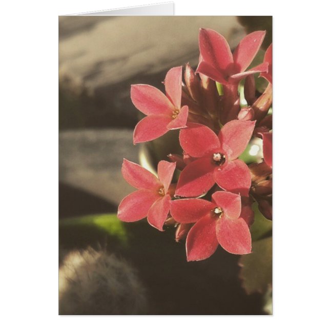 Blooming Succulents in my Garden OBS Kort (Framsidan)