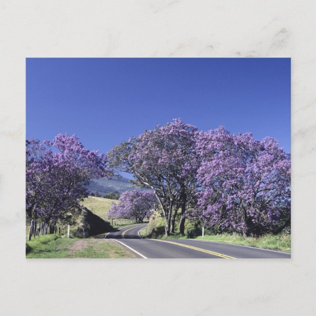 Blooming träd längs vägen i Haleakala, Maui, Vykort (Framsida)