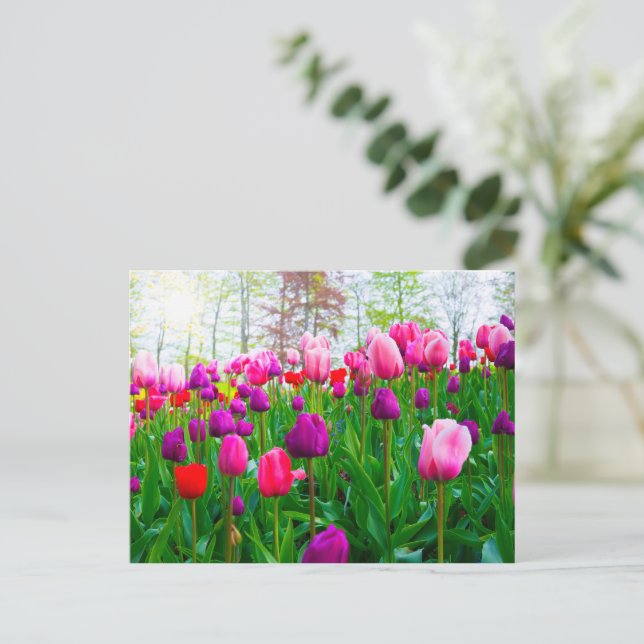 Blooming Tulip Flowers i Vår Vykort (Stående Fram)