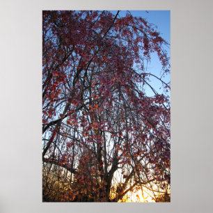 Blooming Weeping Cherry Träd i Vår Poster
