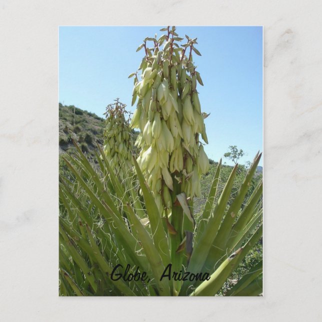 Blooming Yucca Vykort (Framsida)