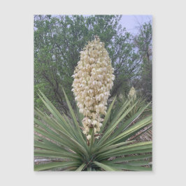 Blooming Yuccas Magnet