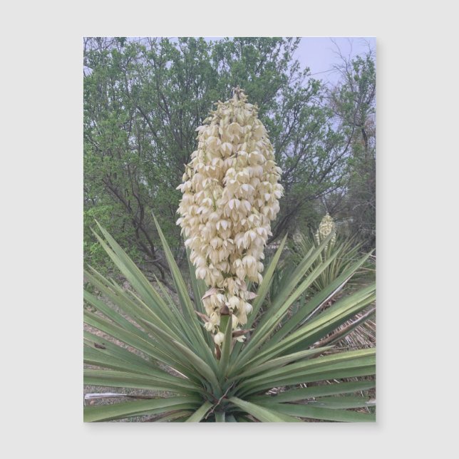 Blooming Yuccas Magnet (Framsida)