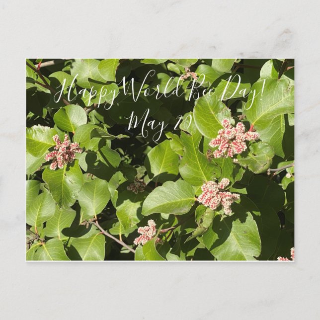 BloomingKalifornien: Bee Engaged! Vykort (Framsida)