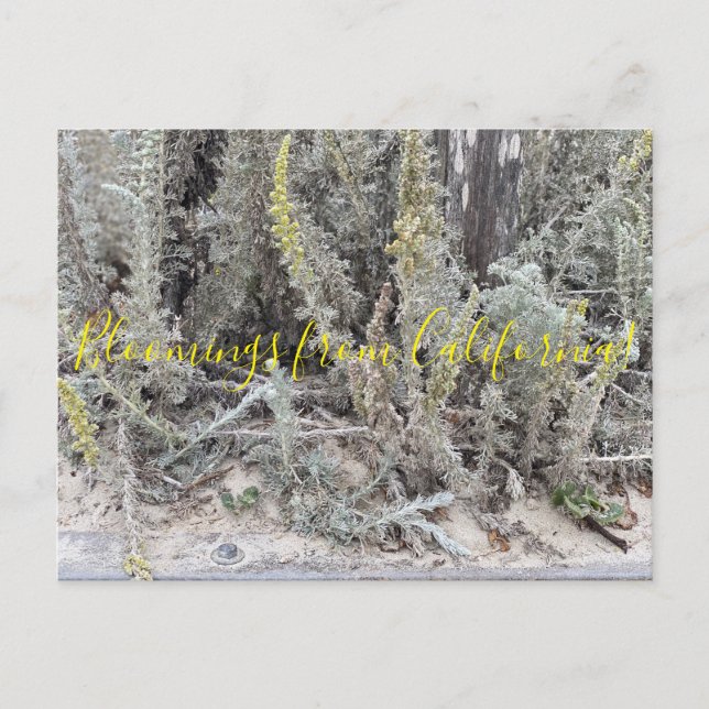 Bloomings från Kalifornien: Dune Sagewort Vykort (Framsida)