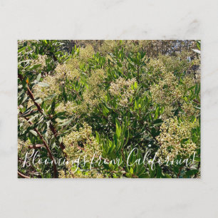 Bloomings från Kalifornien: Kalifornien Holly Vykort