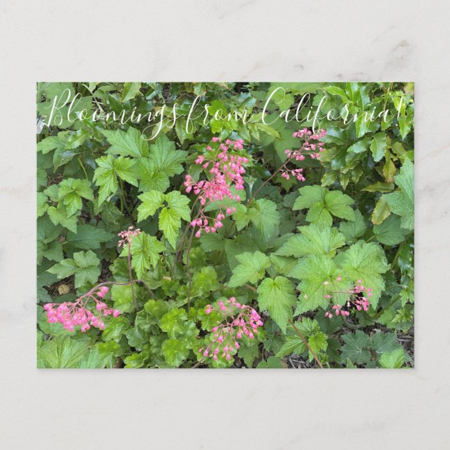 Bloomings från Kalifornien: Rosada Alumroot Vykort (Framsida)